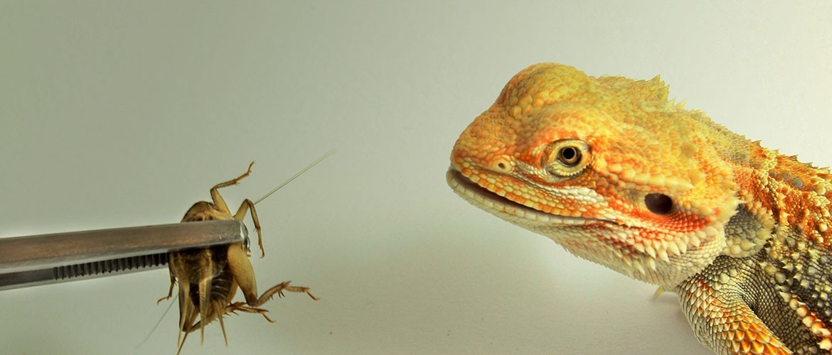 Insetti da pasto